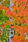 USA, Utah, Garden City. Aspen and maple on hillsides just east of town Art Print